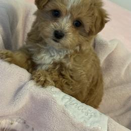 Maltese and Maltipoo Puppies from Julie Tremblay