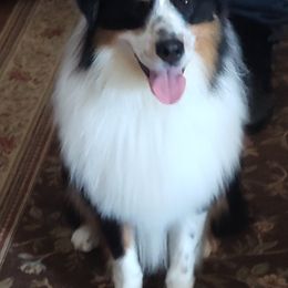 Boy 2 - male Australian Shepherd puppy in North Jackson, Ohio from Shadowood Australian Shepherds