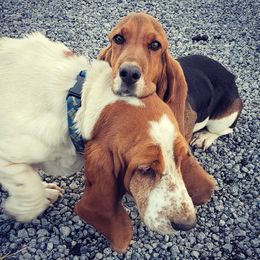 Basset Hounds from Head of River Barn