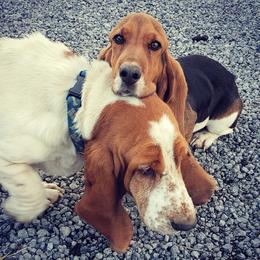 Basset Hounds from Head of River Barn