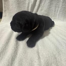 German Shepherd and Newfoundland Puppies from Tampa Bay Farm