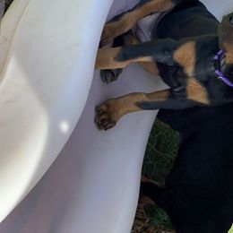 Doberman Pinscher Puppies from Jensen Dobermans