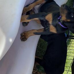 Doberman Pinscher Puppies from Jensen Dobermans