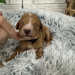 Stormy's Black Collay Boy 2150.00 - Apricot male Goldendoodle puppy in Alvin, Texas from JP Southern Doodles