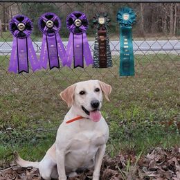 Trigg - Labrador Retriever
