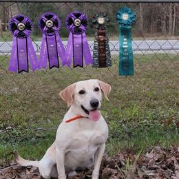 Trigg - Labrador Retriever