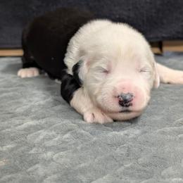Orange - Black and white male Sheepadoodle puppy in Seaman, Ohio from Ohio Valley Sheepadoodles
