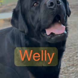 Welly - Labrador Retriever
