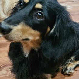 Henna - Dachshund