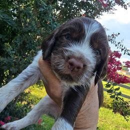 Wyatt - Liver white and tan male English Springer Spaniel puppy in Hephzibah, Georgia from Sidel's Springers