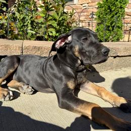 Rosemary - Black female Great Dane puppy in Corsica, Pennsylvania from Ferguson Family Danes LLC