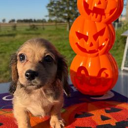 Pikachu - Cream male Dachshund puppy in Hudson, Michigan from Mittentail Kennel Miniature Dachshunds & Australian Shepherds