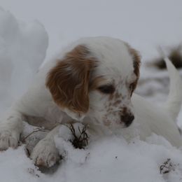 Hexa - Orange belton female English Setter puppy in Tiskilwa, Illinois from First Harmony Farms