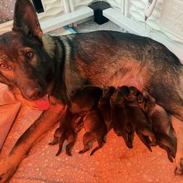 German Shepherd puppies from Pray Love Shepherd Kennels