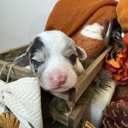 Sprinkles Natural Tail - Blue merle and white female American Corgi puppy in Paxton, Illinois from McGovern Family Corgis