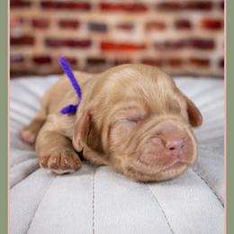 Dove - Red female Bernedoodle puppy in Connersville, Indiana from Deaz Doodle Ranch