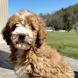 Goldendoodles and Poodles from Mountain View Poodles