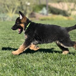 German Shepherd Puppies from Jacqueline Aguilera's German Shepherds