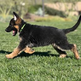 German Shepherd Puppies from Jacqueline Aguilera's German Shepherds
