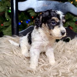 Cloud - Tri-color male Bernedoodle puppy in Tyner, Kentucky from Good Dog Doodles