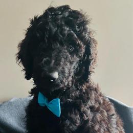 Lite Blue - Black male Poodle puppy in Danville, Indiana from Traci's Poodles
