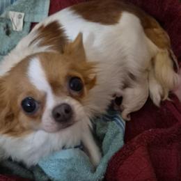 Foxy - Chihuahua