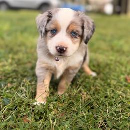 Stone ASDR - Blue merle male Toy Australian Shepherd puppy in Polk City, Florida from Skaky Shepherds