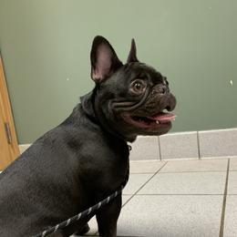 Sapphire - French Bulldog