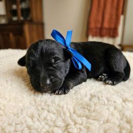 Blue Collar - Salt and pepper male Miniature Schnauzer puppy in Houston, Texas from Haughton Farm