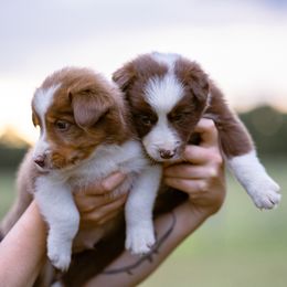 Border Collie Puppies from Cullins Collies