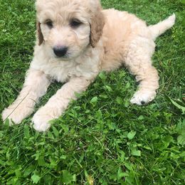 Goldendoodle Puppies from Heart of Goldendoodles