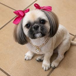 Coco - Shih Tzu