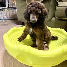 Moose - green collar - Sable male Poodle puppy in Peyton, Colorado from Fuzzybottoms Ranch LLC