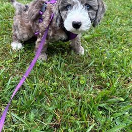 Aussiedoodle and Bernedoodle Puppies from LolliPop Farms