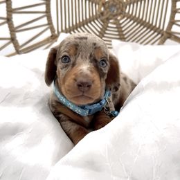 Dachshund, French Bulldog, and Pomeranian Puppies from AZ Royal Doxies llc