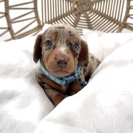 Dachshund, French Bulldog, and Pomeranian Puppies from AZ Royal Doxies llc