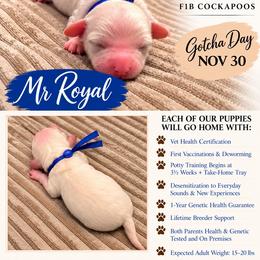 Mr Royal - Buff and white male Cockapoo puppy in Tampa, Florida from Mary Puppins
