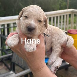 Hans - Cream male Poodle puppy in Prosperity, Pennsylvania from Stelladoodles & Company