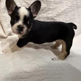 Black and Tan Tricolor - Tricolors female French Bulldog puppy in Wellington, Colorado from Blood Family Frenchies and Bouvs
