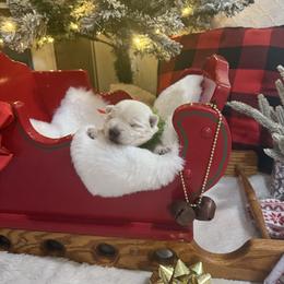 Noelle - White female West Highland White Terrier puppy in North Muskegon, Michigan from Bountiful Westies of West Michigan