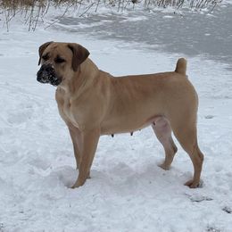 Beauty - Boerboel