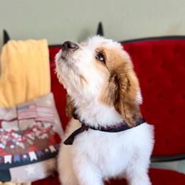 Kodiak - Mahogany and white male Saint Berdoodle puppy in Lookout, California from Remington Kennels, LLC