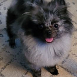 Pomeranian All Grown Up from P31 Poms
