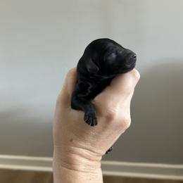 Bing - Black male Goldendoodle puppy in Bradenton, Florida from Doodle Acres