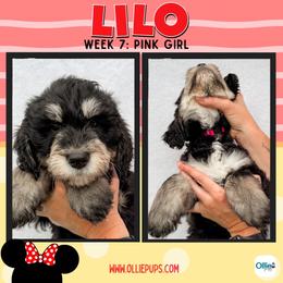 Lilo (Pink) - female Golden Mountain Doodle puppy in Boiling Springs, South Carolina from OlliePups, LLC