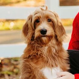 Bernedoodle and Goldendoodle Puppies from Cottrell’s Poodles & Doodles