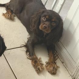 Dove - Cavalier King Charles Spaniel