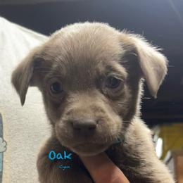 Oak - Silver Dilute Retriever puppy in Somerset, Pennsylvania from Chickentown Labradors