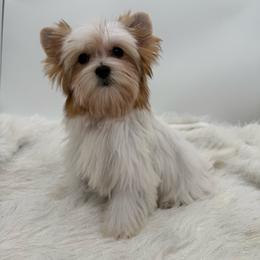 Orion - Parti male Yorkshire Terrier puppy in Benton, Illinois from Furry Tailz Yorkies