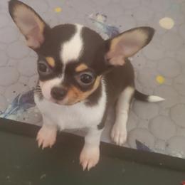 Ivy - Black and white female Chihuahua puppy in Lake George, New York from Moonhill Chihuahuas